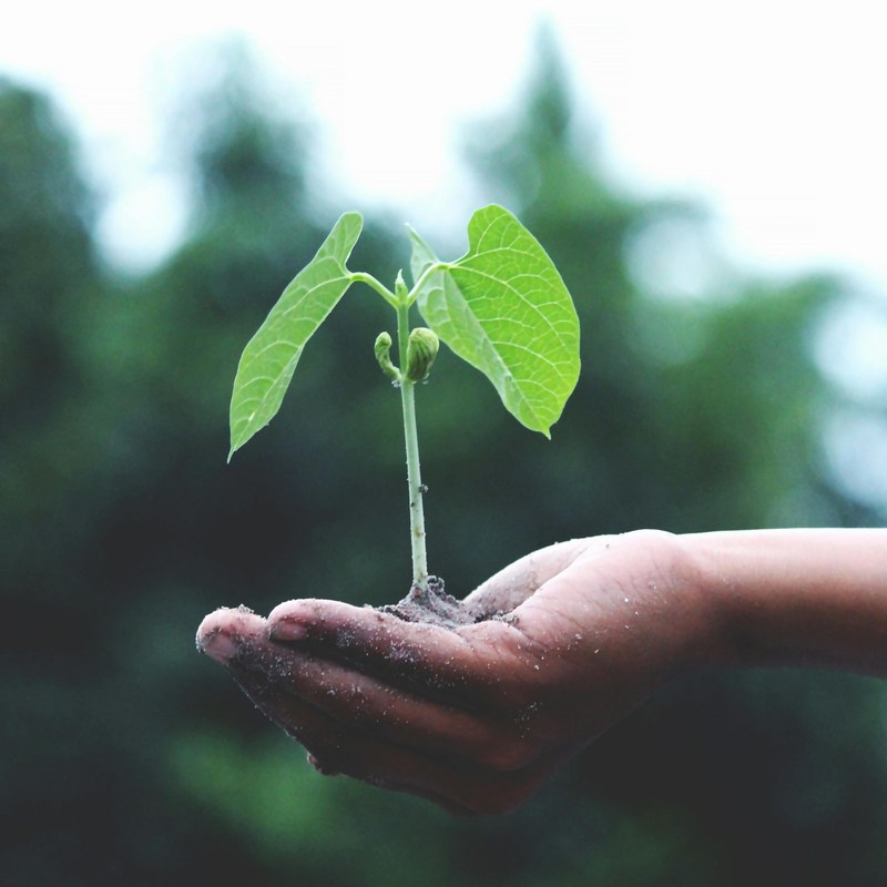 Green plant leaves; natural vegan metaphor
